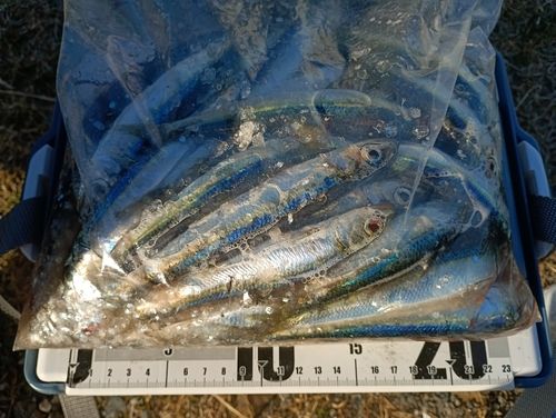 ウルメイワシの釣果