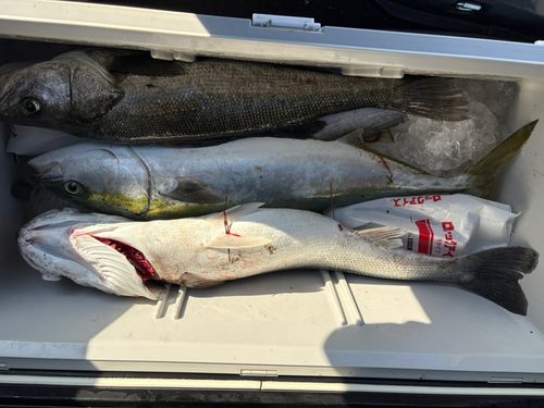 ブリの釣果