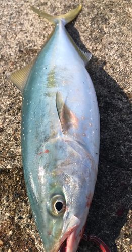 コズクラの釣果