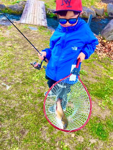 ブルックトラウトの釣果