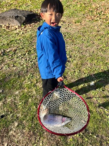 レインボートラウトの釣果