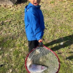 レインボートラウト