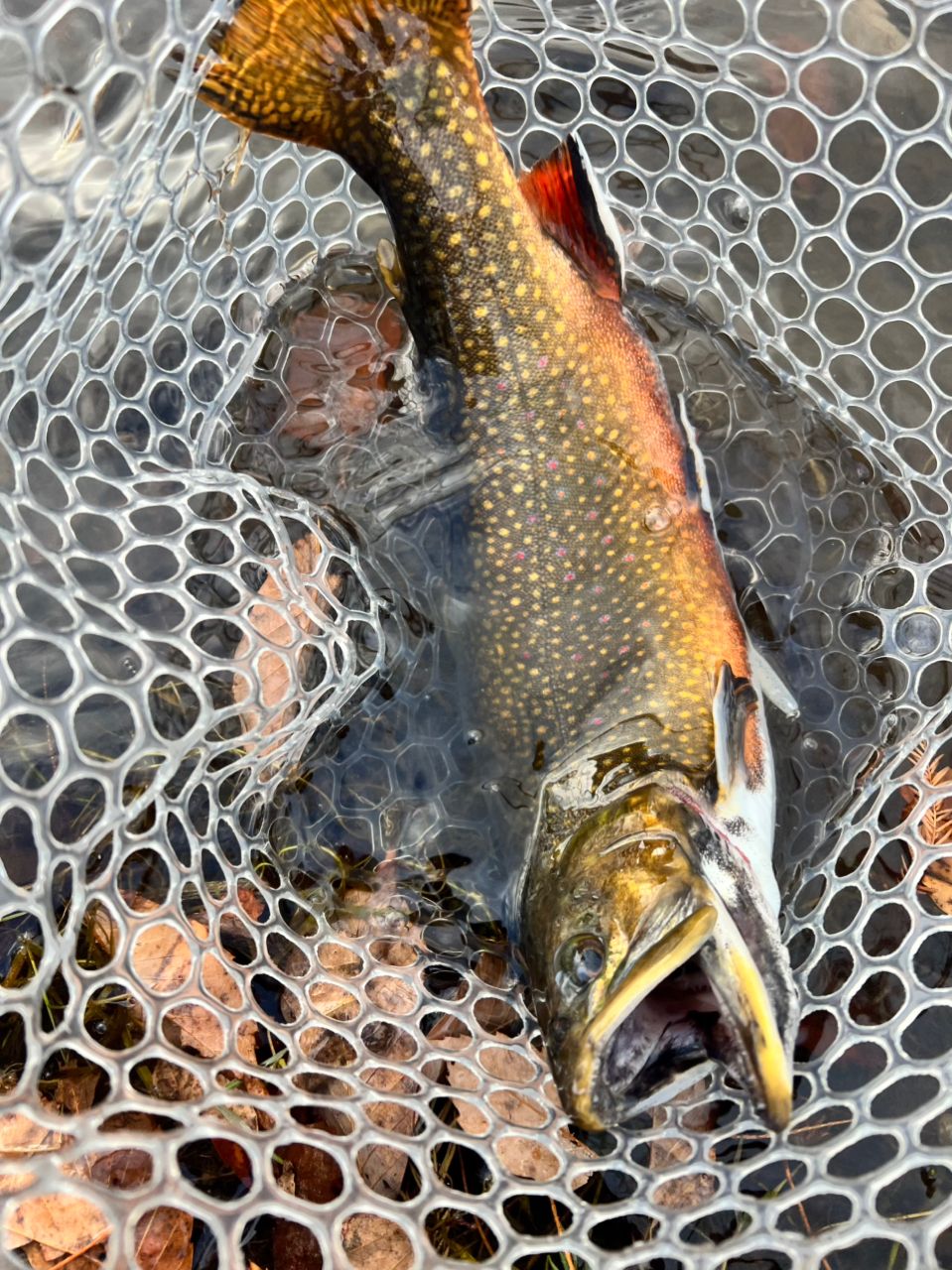 PALMS エゲリア エリアパフォーマンス ETGS-62UL-の最安値・インプレ