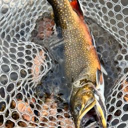 ブルックトラウト