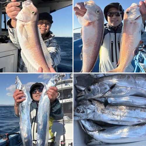 シロアマダイの釣果