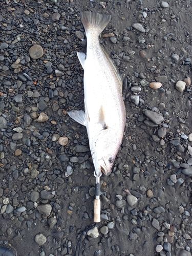 オオニベの釣果