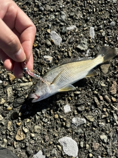イシモチの釣果