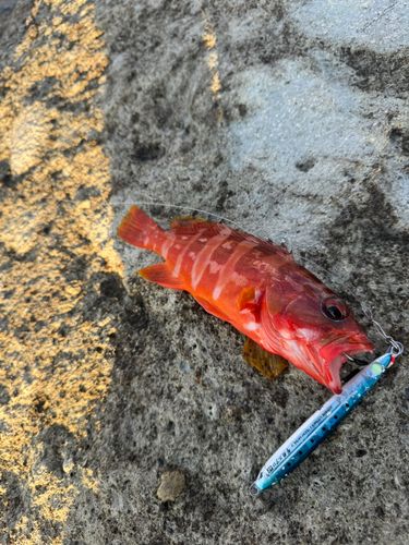 アカハタの釣果