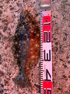 ヒラメの釣果