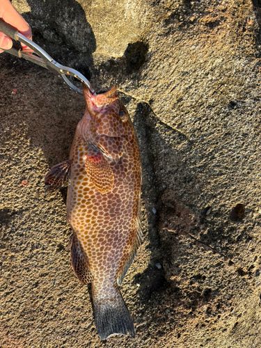 オオモンハタの釣果