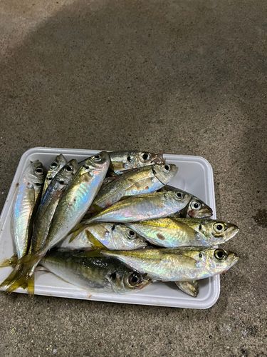 アジの釣果