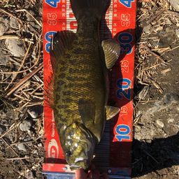 スモールマウスバス