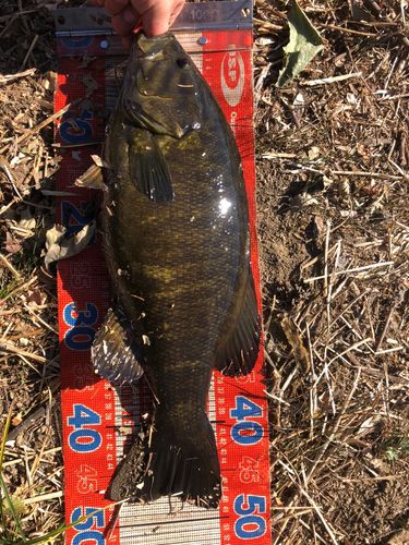 スモールマウスバスの釣果