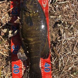 スモールマウスバス