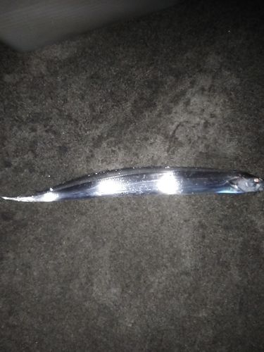 タチウオの釣果