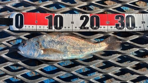 イシモチの釣果