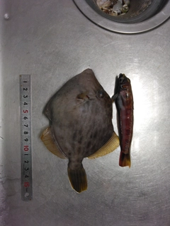 カワハギの釣果