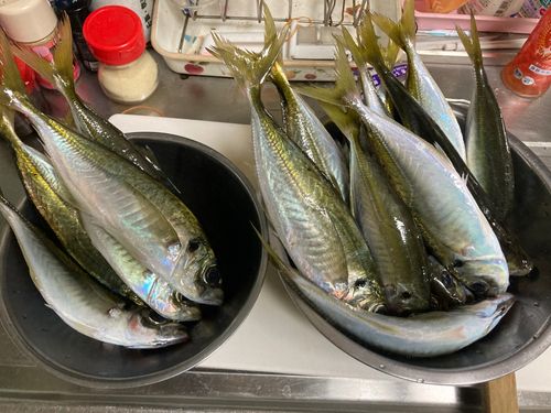 アジの釣果