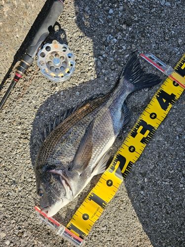 クロダイの釣果