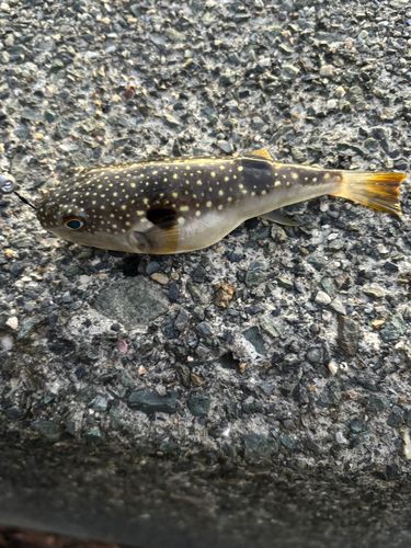 フグの釣果