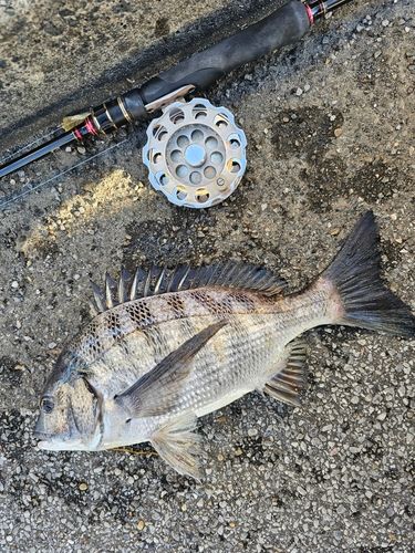 クロダイの釣果