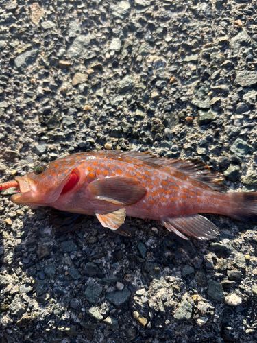 キジハタの釣果