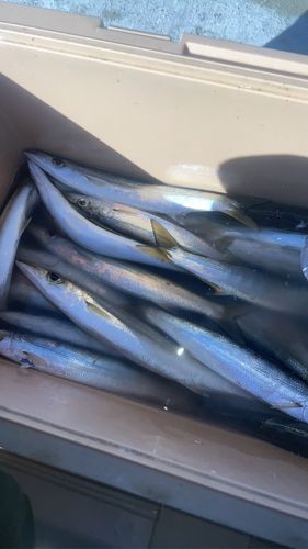 カマスの釣果