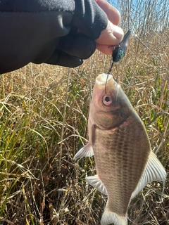 ヘラブナの釣果