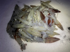 マメイカの釣果