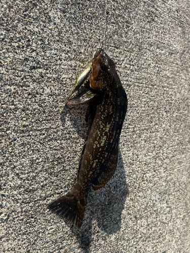 アイナメの釣果