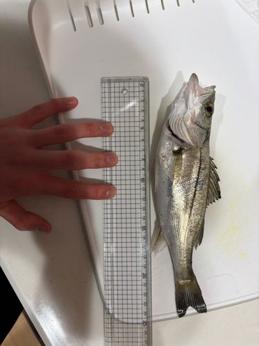 セイゴ（マルスズキ）の釣果
