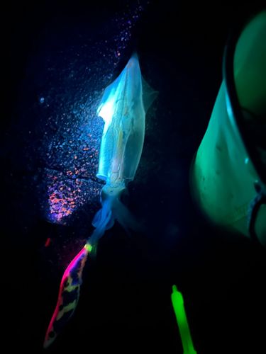 ヤリイカの釣果