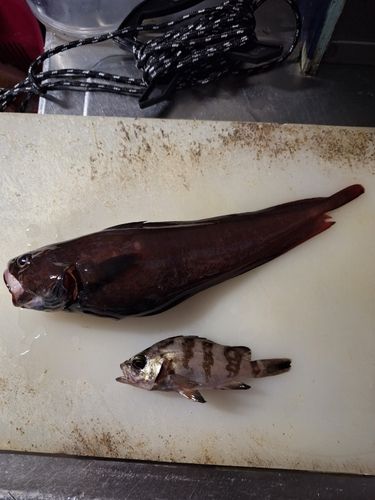 アイナメの釣果