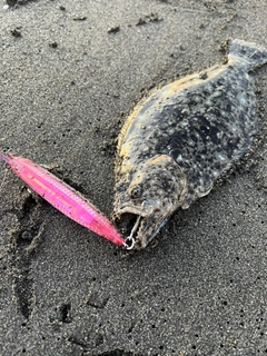 ヒラメの釣果