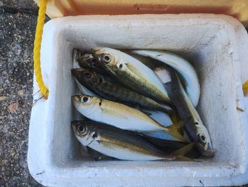 アジの釣果