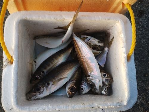 アジの釣果