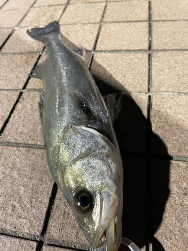 スズキの釣果