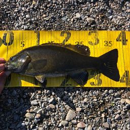 スモールマウスバス