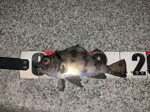 メバルの釣果