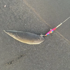 クロウシノシタの釣果