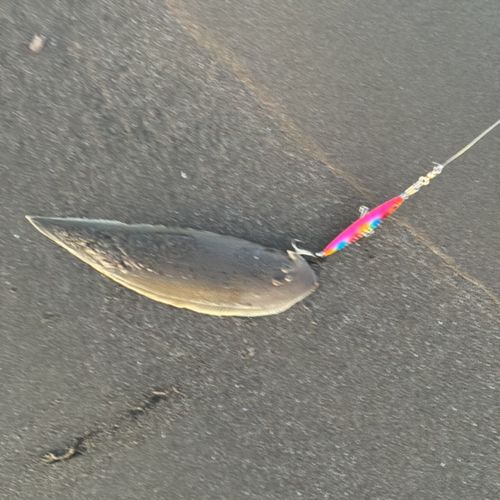 クロウシノシタの釣果