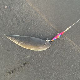 クロウシノシタ