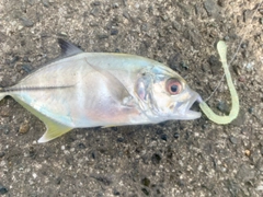 ギンガメアジの釣果