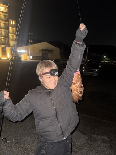 キジハタの釣果