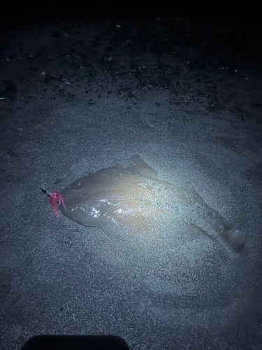 カスザメの釣果