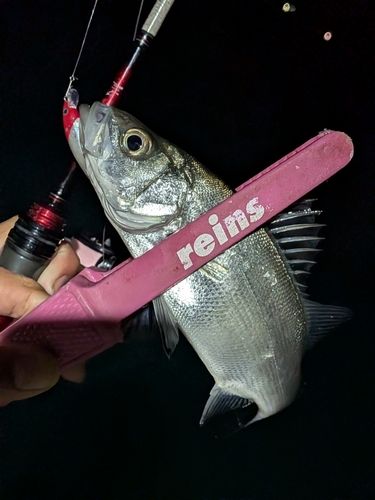 セイゴ（ヒラスズキ）の釣果