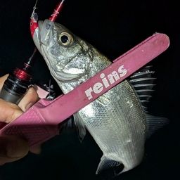 セイゴ（ヒラスズキ）