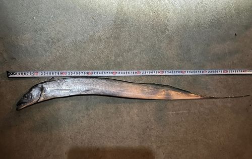 タチウオの釣果