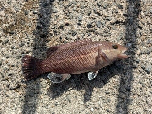 中崎のベランダ護岸