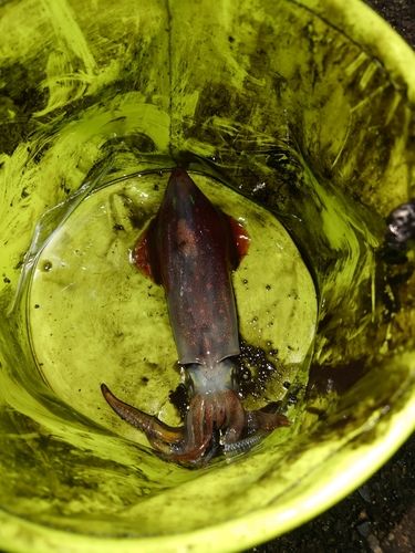 ケンサキイカの釣果